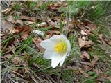 Alpski kosmatinec (Pulsatilla alpina)